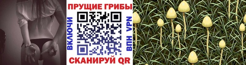 закладки  Вязники  Псилоцибиновые грибы MAGIC MUSHROOMS 