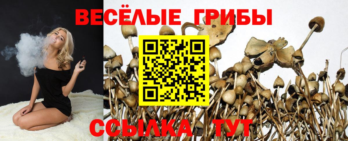 Псилоцибиновые грибы Psilocybe Вязники